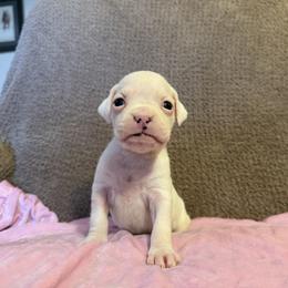 Girl 6 - White female Boxer puppy in Prestonsburg, Kentucky from Bre’s Boxers