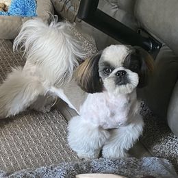 Tanner - Shih Tzu