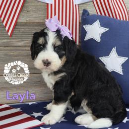 Layla - Tri-color female Bernedoodle puppy in Heyworth, Illinois from Cobble Creek Puppies