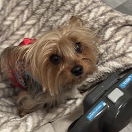 Hanita - Yorkshire Terrier