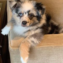 Australian Shepherd, Miniature Australian Shepherd, and Toy Australian Shepherd Puppies from Rumour Has It Aussies