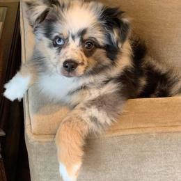 Australian Shepherd, Miniature Australian Shepherd, and Toy Australian Shepherd Puppies from Rumour Has It Aussies