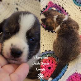 Topaz - Brindle and white male Cardigan Welsh Corgi puppy in Winston, Oregon from There and Back Again Corgis