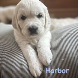 Harbor - Light golden female Golden Retriever puppy in Allendale, Michigan from Teresa Stevens