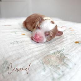 Caramel - Apricot female Maltipoo puppy in Vancouver, Washington from Pnwfamilydoodles