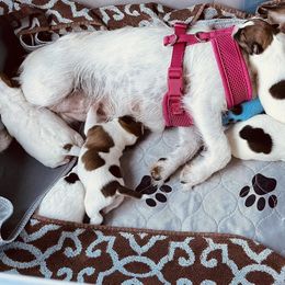Jack Russell Terriers from Clawson and Sons Farm