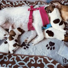 Jack Russell Terriers from Clawson and Sons Farm