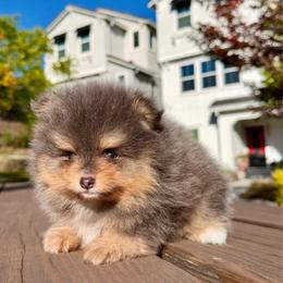 Chip - Black and tan male Pomeranian puppy in Hayward, California from Bay Area Designer Poms