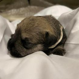 Miniature Schnauzer Puppies from S & S Miniature Schnauzer