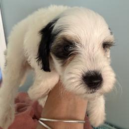 Girl 4 - Parti female Goldendoodle puppy in Longs, South Carolina from Mermaids Lair Doodles