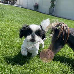 Shih Tzu Puppies from Shurbeez Shih Tzu