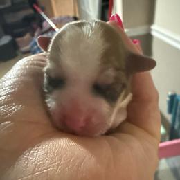 Dare - White and tan female Morkie puppy in Florence, Kentucky from 4paws4ever by Design