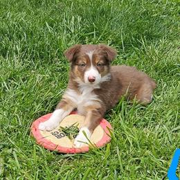 Girl 4 - Tri-color female Border Collie puppy in Wakeman, Ohio from Sandstone Ridge Kennels