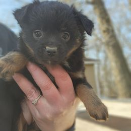 Miniature Australian Shepherd and Toy Australian Shepherd Puppies from TWO ACRE HILLS