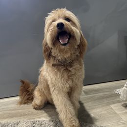 Sandy - Goldendoodle