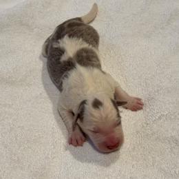 Shadow - Lilac merle male Border Collie puppy in Hartsville, South Carolina from Wiggles 4 Life