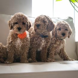 Goldendoodle Puppies from Dashing Doodle Pups