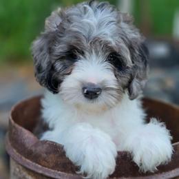 Moses - Merle male Cavapoo puppy in Underwood, Minnesota from Tru Cuddle Pups