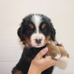 Bernese Mountain Dog and Golden Retriever Puppies from Bertke AKC Golden Retrievers and Bernese Mountain Dogs