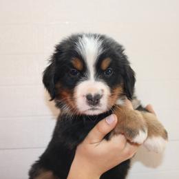 Bernese Mountain Dog and Golden Retriever Puppies from Bertke AKC Golden Retrievers and Bernese Mountain Dogs