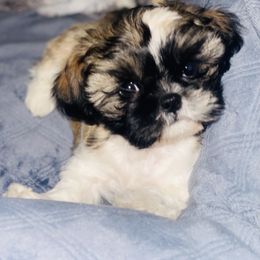 Shih Tzu Puppies from Willow Lane Shih Tzus