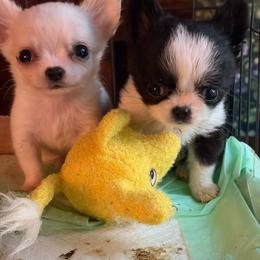 Koa - Black and white male Chihuahua puppy in Springfield, Missouri from Casadelopez Tails