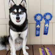 Alaskan Klee Kai from Thurisia