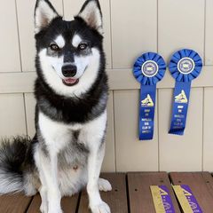 Alaskan Klee Kai from Thurisia