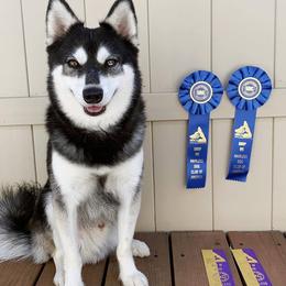 Alaskan Klee Kai from Thurisia