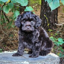 Reese - Brown male Cockapoo puppy in Louisburg, North Carolina from Raven Oak's Mini Cockapoos and Mini Dachshunds