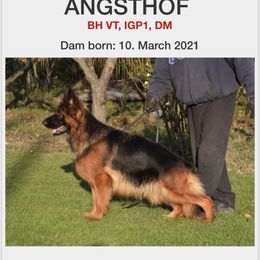 German Shepherd Puppies from 5 Star German Shepherds