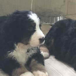 Bernese Mountain Dog Puppies from D’S Bernese Mountain Dogs