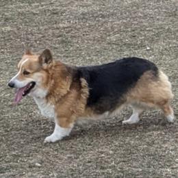 Oliver - Pembroke Welsh Corgi