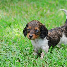 AKC Duke - Red male Dachshund puppy in Billings, Missouri from Bundles of Joy