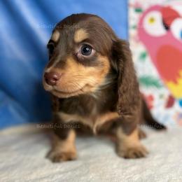 Pikachu - Chocolate and cream male Dachshund puppy in Washington from Beautiful Doxies