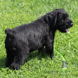 Giant Schnauzer puppies from Northern Lights Working Dogs