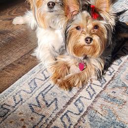 Candi Girl - Yorkshire Terrier