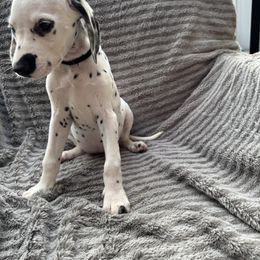 Miss Black - White and black female Dalmatian puppy in Chehalis, Washington from Dalmatian Vacation
