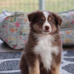 Nicole's RTF3 - Red tri female Miniature Australian Shepherd puppy in Goliad, Texas from Sassy Lil Aussies and Diamond W Poodles