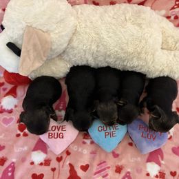 Yorkshire Terrier Puppies from Galaxy Kennel