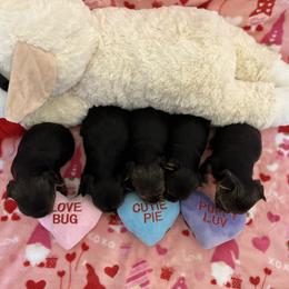 Yorkshire Terrier Puppies from Galaxy Kennel