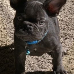 French Bulldogs from JZ’s Reproduction and Pet Services