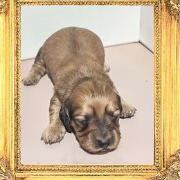 Queen Mary - Cream female Dachshund puppy in Splendora, Texas from Ram’s Kennels