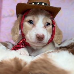 Ballerina Barbie - Cream female Dachshund puppy in Chandler, Arizona from Vonaducci Doxies, LLC.