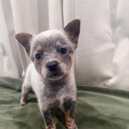 Kanga - Blue speckled female Australian Cattle Dog puppy in Rosharon, Texas from 4Surge Cattle Dogs