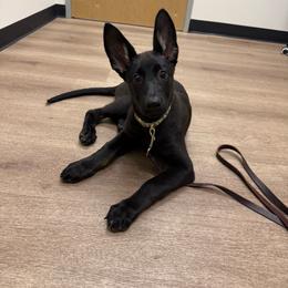 Red Collar Girl - Bi-color female German Shepherd puppy in Universal City, Texas from Jaxinhaus German Shepherds