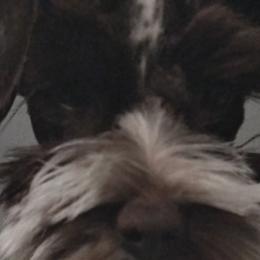 Miniature Schnauzers from Michael's Minis