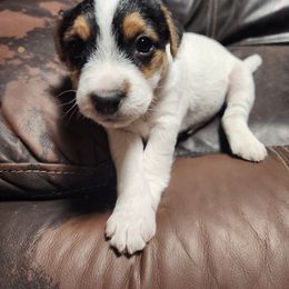 Jack Russell Terrier Puppies from Ethical Jacks