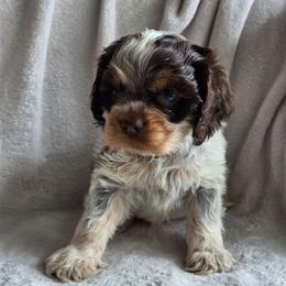 Blue - Tricolor male Shih Tzu puppy in Jenks, Oklahoma from Northstar Shih Tzu