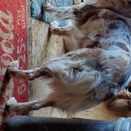 Rider  - Australian Shepherd